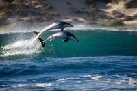 У самой кромки воды: дельфин резвится возле крымского берега