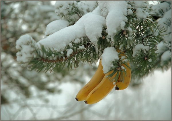 Судак к Новому году украсят бананами