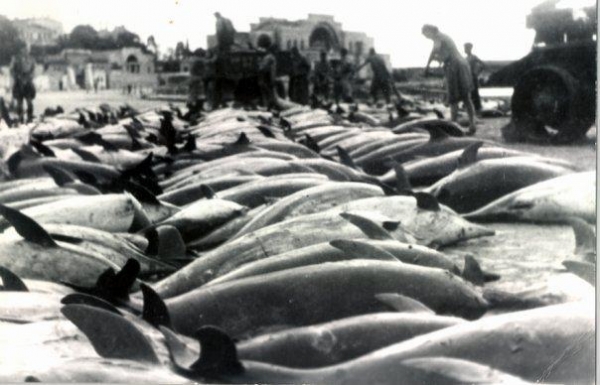 Убитые ради жира: История кровавого дельфиньего промысла в Чёрном море