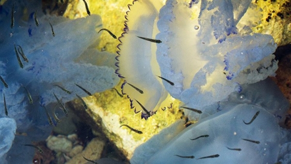 Почему медузы массово приплыли «на отдых» в Крым