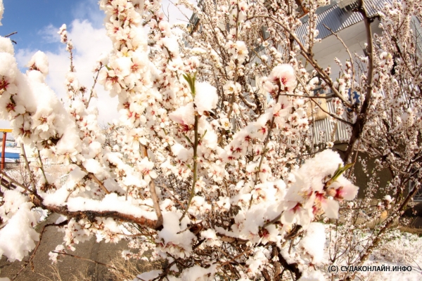 Судакская весна 17 марта 2015 г.Видео.Фото .